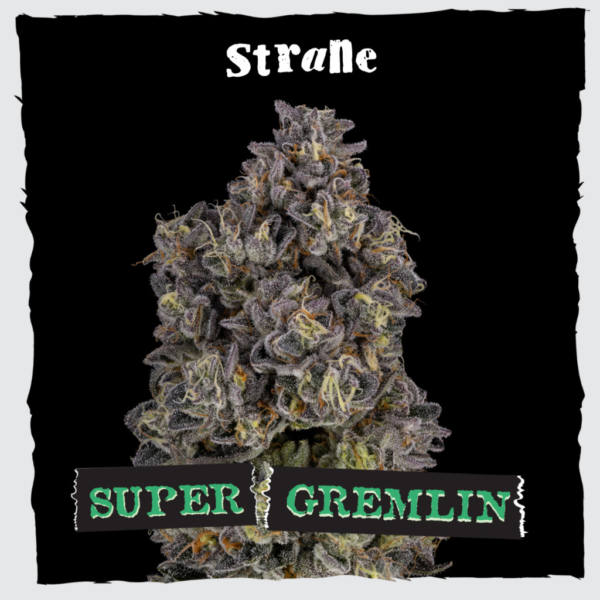 Super Gremlin Premium