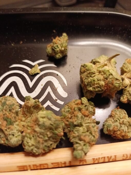 Rainbow Guava #5 Pre-Roll – Tropical Hybrid Joint