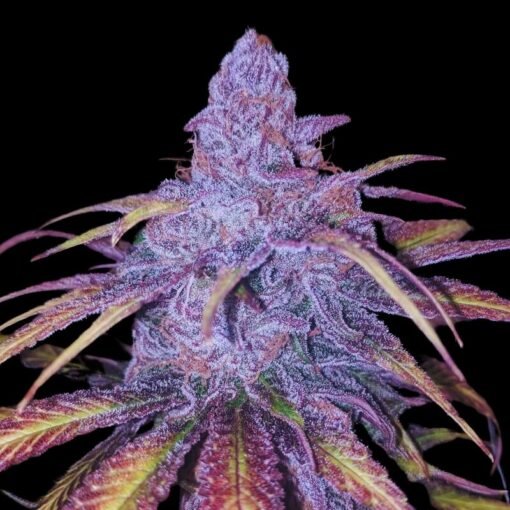 Black Cherry – Sweet Relaxing Indica Cannabis Flower