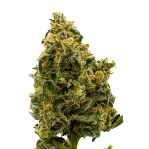 Find. Novarine Whole Flower 28g – Balanced Earthy Hybrid