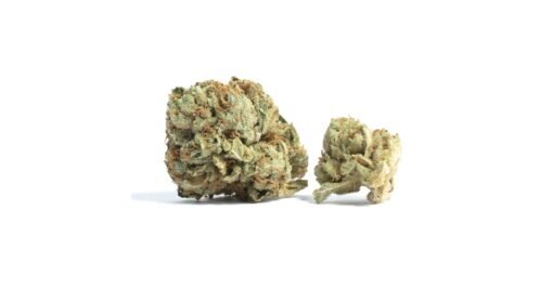 Gelato Octane | Premium Hybrid Cannabis Flower