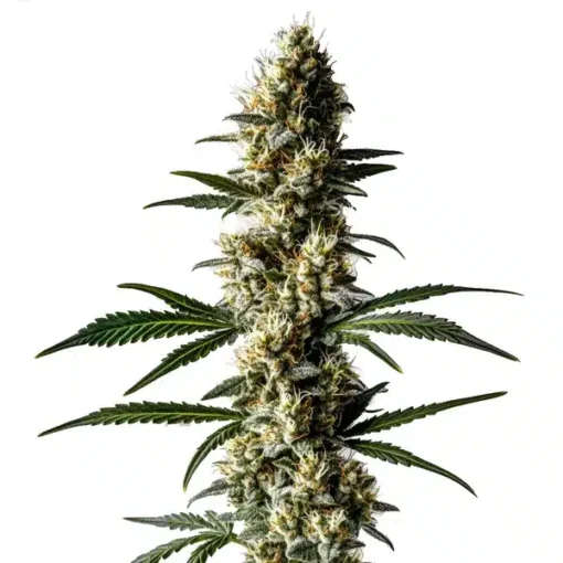Lemon Diesel | Galaxy Grown | Hybrid Cannabis Flower
