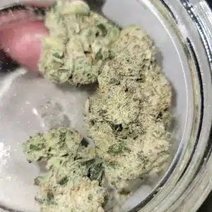 Rythm Afternoon Delight #4 Popcorn Flower – 3.5g/7g | Balanced Hybrid