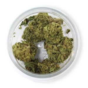 Sherbanger 3.5g Flower – Potent Hybrid Cannabis