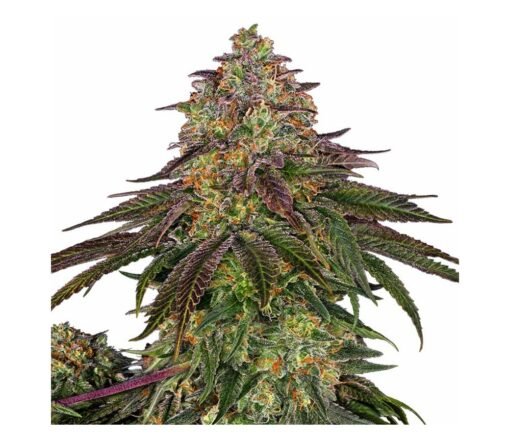 Sweet Cherries Cannabis Strain | Fruity Relaxing Hybrid