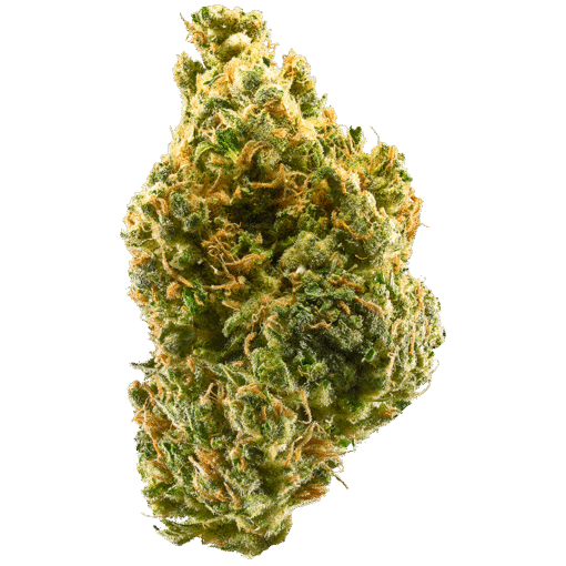 Tangie – Sativa Cannabis Strain | Uplifting Citrus Flower
