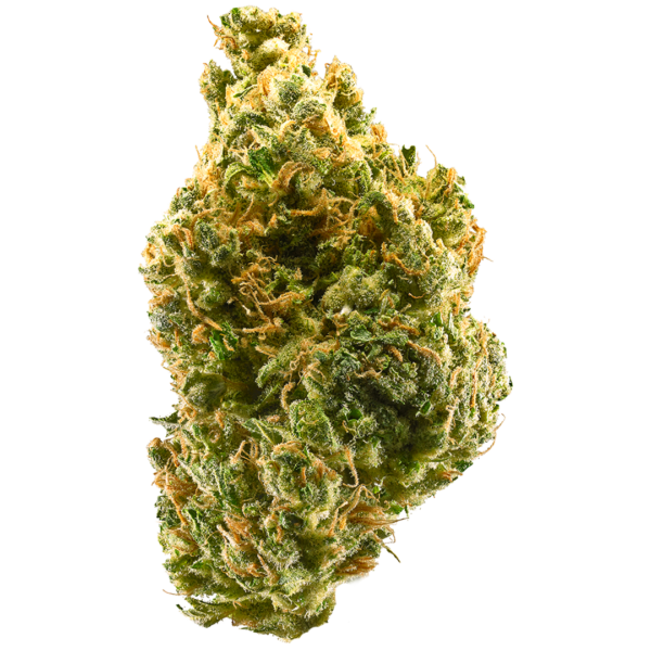 Tangie – Sativa Cannabis Strain | Uplifting Citrus Flower